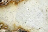 Agatized Fossil Coral - Florida #271630-1